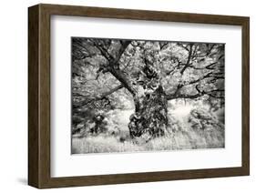 Portrait of a Tree, Study 1-Marcin Stawiarz-Framed Art Print