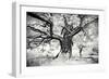 Portrait of a Tree, Study 2-Marcin Stawiarz-Framed Art Print