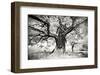 Portrait of a Tree, Study 2-Marcin Stawiarz-Framed Art Print