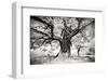 Portrait of a Tree, Study 2-Marcin Stawiarz-Framed Art Print