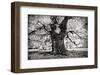 Portrait of a Tree, Study 3-Marcin Stawiarz-Framed Art Print