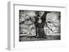 Portrait of a Tree, Study 3-Marcin Stawiarz-Framed Art Print