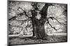 Portrait of a Tree, Study 3-Marcin Stawiarz-Mounted Art Print