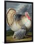 Portrait of a Turkey-Johann Wenceslaus Peter Wenzal-Framed Giclee Print