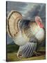 Portrait of a Turkey-Johann Wenceslaus Peter Wenzal-Stretched Canvas