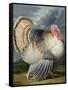 Portrait of a Turkey-Johann Wenceslaus Peter Wenzal-Framed Stretched Canvas