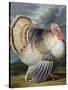 Portrait of a Turkey-Johann Wenceslaus Peter Wenzal-Stretched Canvas