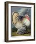 Portrait of a Turkey-Johann Wenceslaus Peter Wenzal-Framed Premium Giclee Print