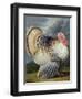 Portrait of a Turkey-Johann Wenceslaus Peter Wenzal-Framed Premium Giclee Print