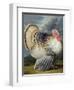 Portrait of a Turkey-Johann Wenceslaus Peter Wenzal-Framed Premium Giclee Print