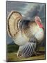 Portrait of a Turkey-Johann Wenceslaus Peter Wenzal-Mounted Premium Giclee Print