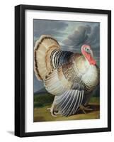 Portrait of a Turkey-Johann Wenceslaus Peter Wenzal-Framed Giclee Print