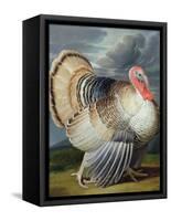 Portrait of a Turkey-Johann Wenceslaus Peter Wenzal-Framed Stretched Canvas