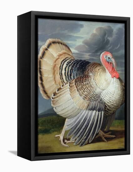 Portrait of a Turkey-Johann Wenceslaus Peter Wenzal-Framed Stretched Canvas