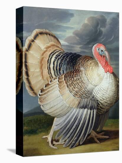 Portrait of a Turkey-Johann Wenceslaus Peter Wenzal-Stretched Canvas