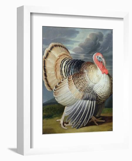Portrait of a Turkey-Johann Wenceslaus Peter Wenzal-Framed Giclee Print