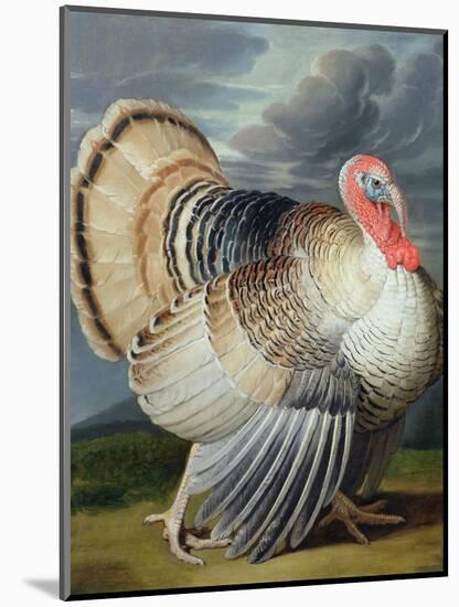 Portrait of a Turkey-Johann Wenceslaus Peter Wenzal-Mounted Giclee Print