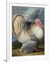 Portrait of a Turkey-Johann Wenceslaus Peter Wenzal-Framed Giclee Print