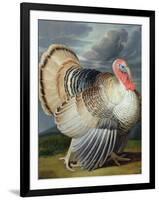 Portrait of a Turkey-Johann Wenceslaus Peter Wenzal-Framed Giclee Print