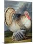 Portrait of a Turkey-Johann Wenceslaus Peter Wenzal-Mounted Giclee Print