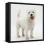 Portrait of a West Highland White Terrier Standing-Mark Taylor-Framed Stretched Canvas