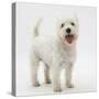 Portrait of a West Highland White Terrier Standing-Mark Taylor-Stretched Canvas