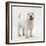 Portrait of a West Highland White Terrier Standing-Mark Taylor-Framed Photographic Print