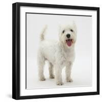Portrait of a West Highland White Terrier Standing-Mark Taylor-Framed Photographic Print