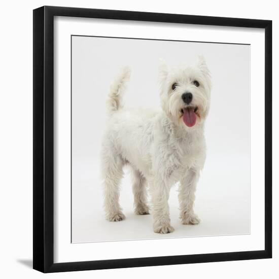 Portrait of a West Highland White Terrier Standing-Mark Taylor-Framed Photographic Print