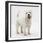 Portrait of a West Highland White Terrier Standing-Mark Taylor-Framed Photographic Print