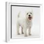 Portrait of a West Highland White Terrier Standing-Mark Taylor-Framed Photographic Print