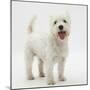 Portrait of a West Highland White Terrier Standing-Mark Taylor-Mounted Photographic Print