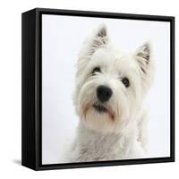 Portrait of a West Highland White Terrier-Mark Taylor-Framed Stretched Canvas