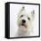 Portrait of a West Highland White Terrier-Mark Taylor-Framed Stretched Canvas