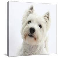 Portrait of a West Highland White Terrier-Mark Taylor-Stretched Canvas