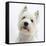 Portrait of a West Highland White Terrier-Mark Taylor-Framed Stretched Canvas