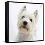 Portrait of a West Highland White Terrier-Mark Taylor-Framed Stretched Canvas