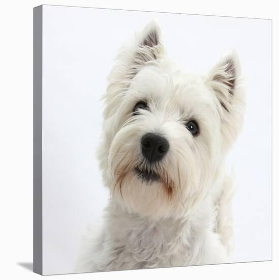 Portrait of a West Highland White Terrier-Mark Taylor-Stretched Canvas