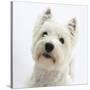 Portrait of a West Highland White Terrier-Mark Taylor-Stretched Canvas