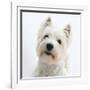 Portrait of a West Highland White Terrier-Mark Taylor-Framed Photographic Print