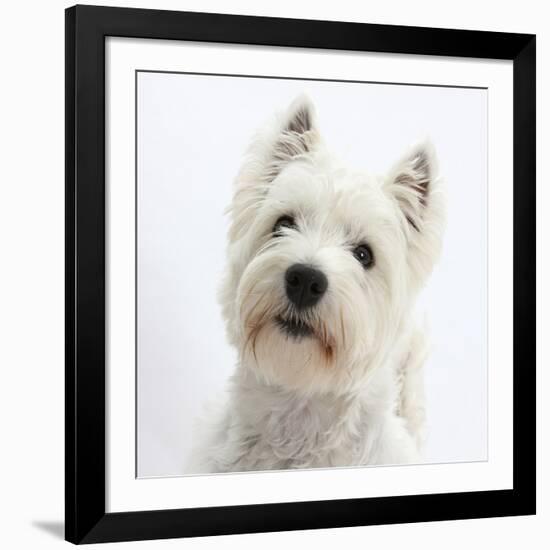 Portrait of a West Highland White Terrier-Mark Taylor-Framed Photographic Print