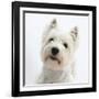 Portrait of a West Highland White Terrier-Mark Taylor-Framed Photographic Print