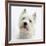 Portrait of a West Highland White Terrier-Mark Taylor-Framed Photographic Print