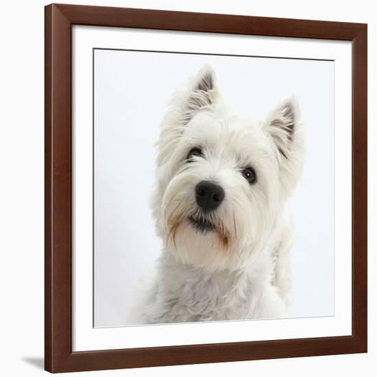 Portrait of a West Highland White Terrier-Mark Taylor-Framed Photographic Print