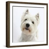 Portrait of a West Highland White Terrier-Mark Taylor-Framed Photographic Print