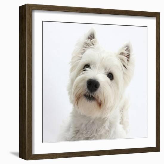 Portrait of a West Highland White Terrier-Mark Taylor-Framed Photographic Print