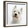 Portrait of a West Highland White Terrier-Mark Taylor-Framed Photographic Print