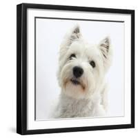 Portrait of a West Highland White Terrier-Mark Taylor-Framed Photographic Print