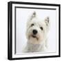 Portrait of a West Highland White Terrier-Mark Taylor-Framed Photographic Print