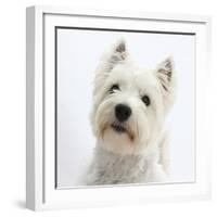 Portrait of a West Highland White Terrier-Mark Taylor-Framed Photographic Print